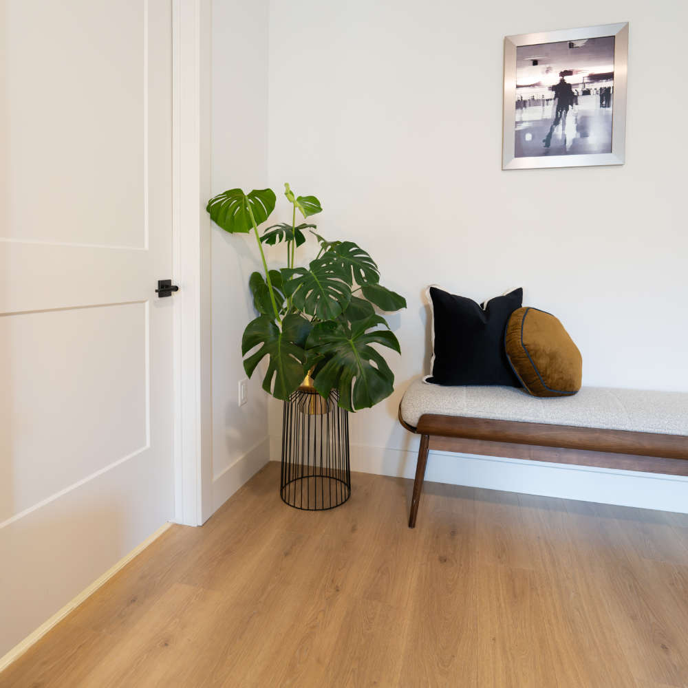 Plant in corner